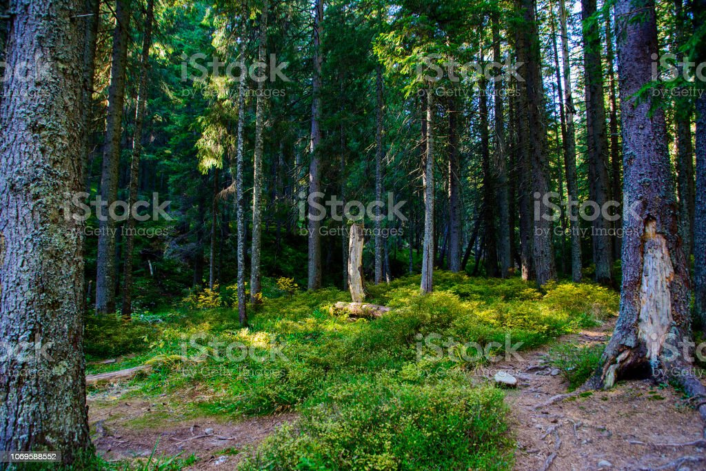 Download Hutan Pinus Eropa Nomer 6