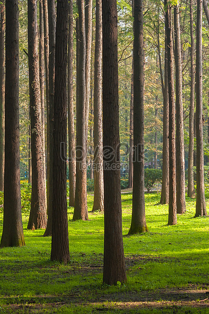 Detail Hutan Pinus Wallpaper Nomer 13