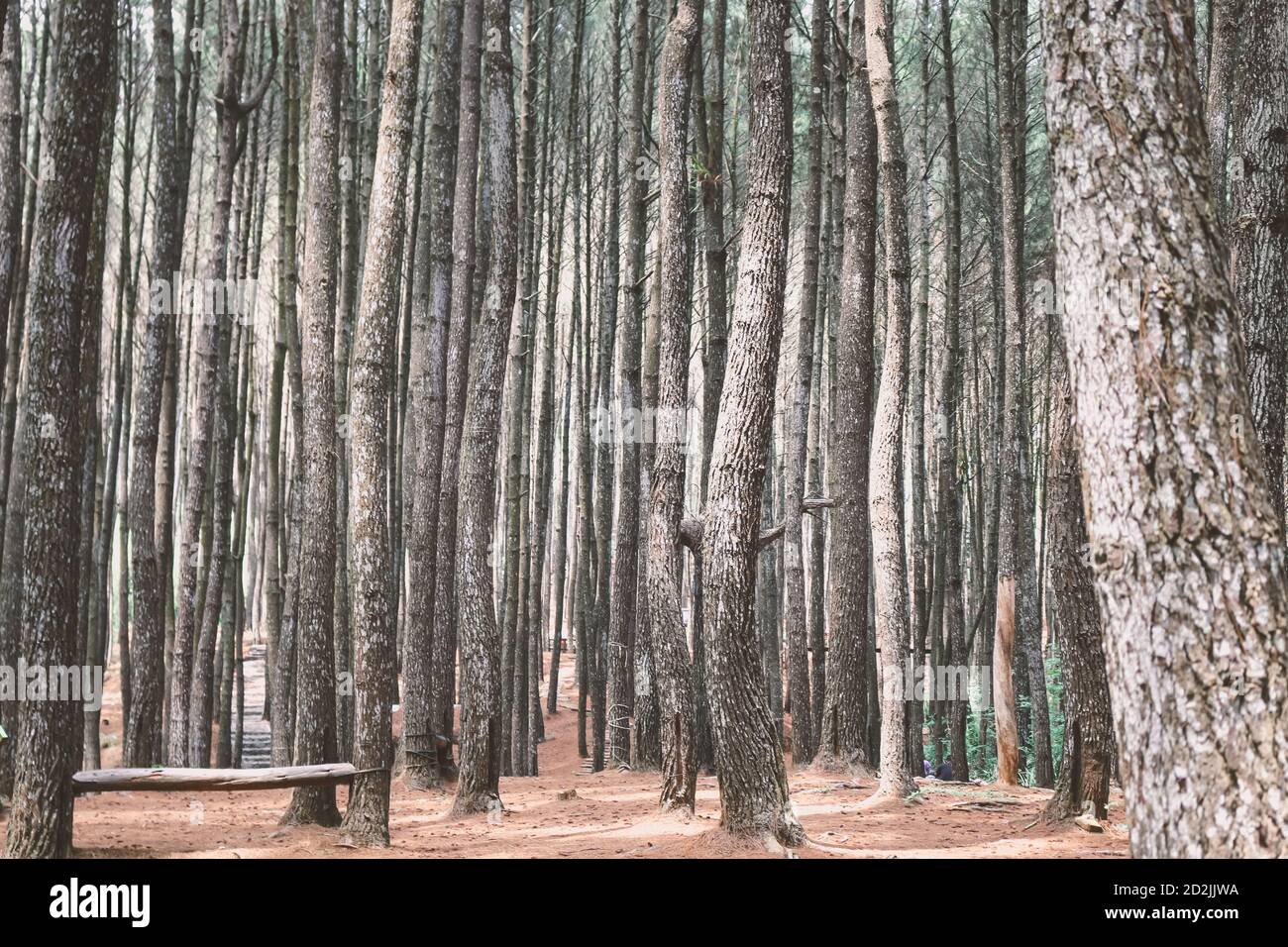 Detail Hutan Pinus Wallpaper Nomer 21