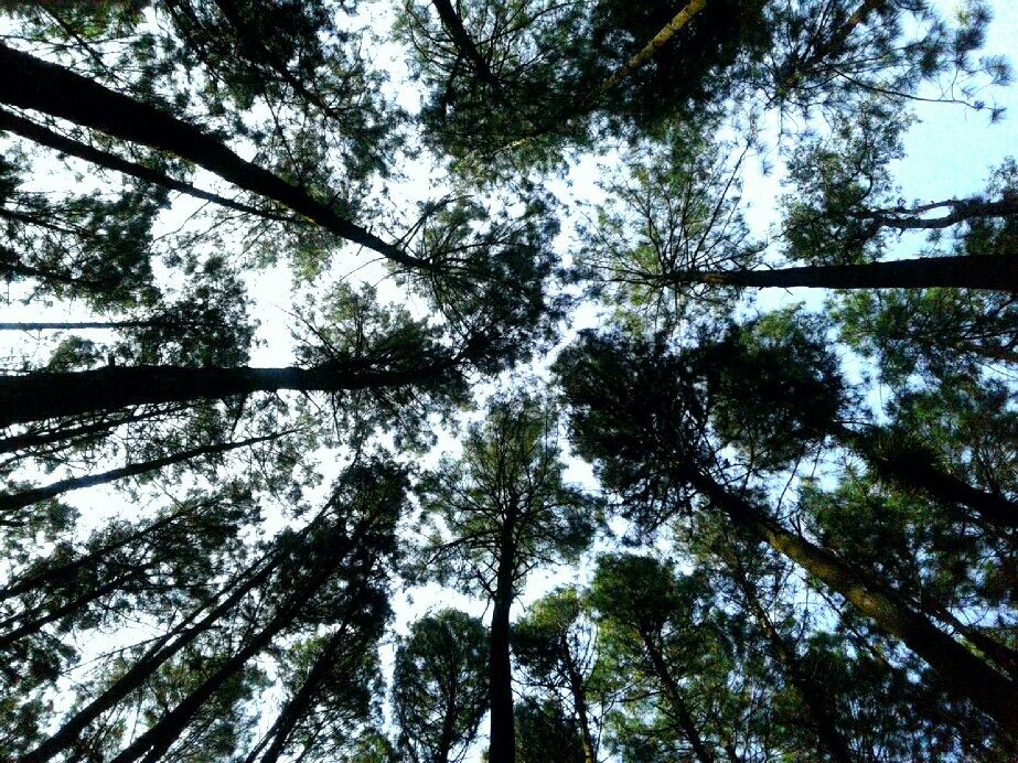 Detail Hutan Pinus Wallpaper Nomer 38