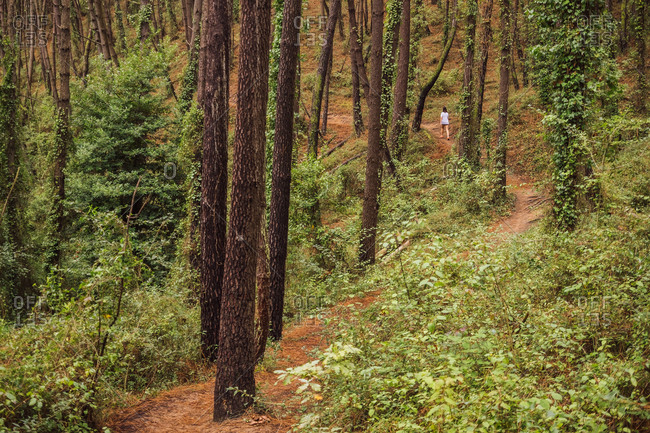 Detail Hutan Rimba Belantara Nomer 32