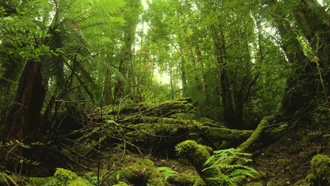 Detail Hutan Rimba Belantara Nomer 36