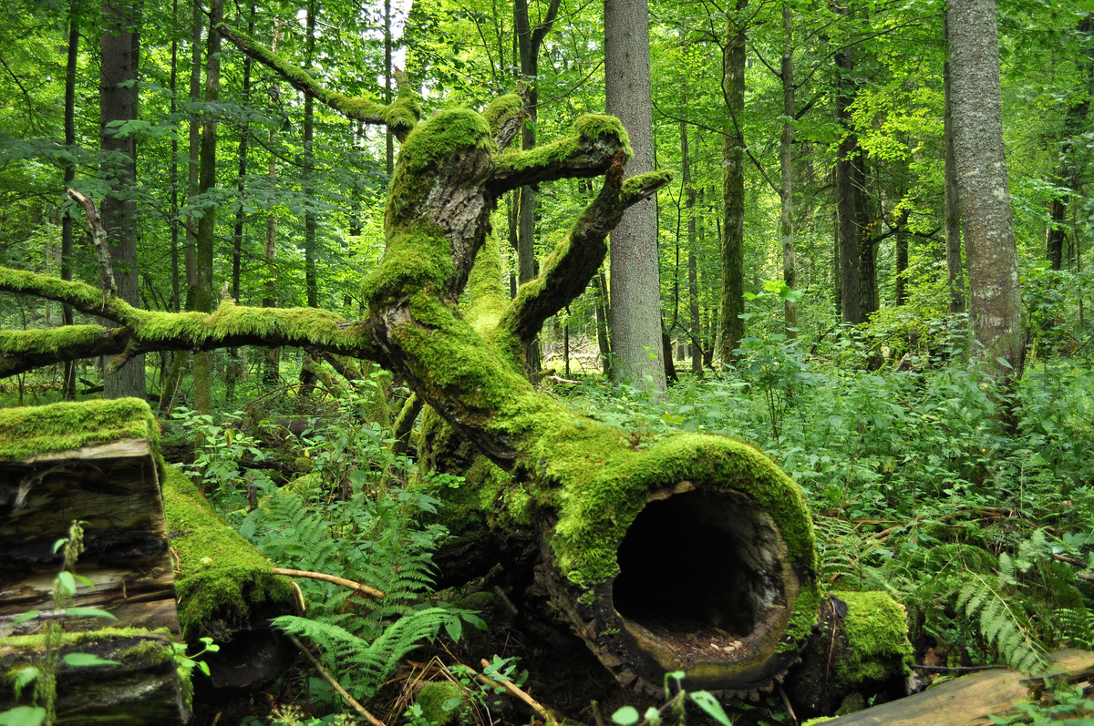 Detail Hutan Terindah Di Dunia Nomer 9