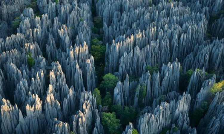 Detail Hutan Terindah Di Dunia Nomer 12
