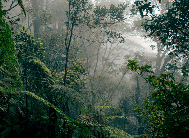 Detail Hutan Terindah Di Dunia Nomer 21