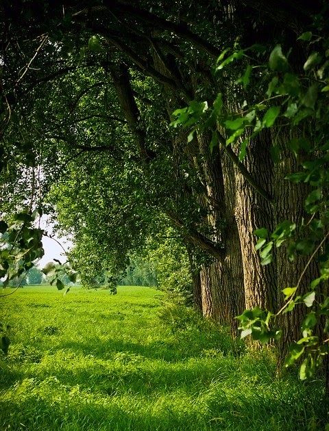 Detail Hutan Terindah Di Dunia Nomer 26