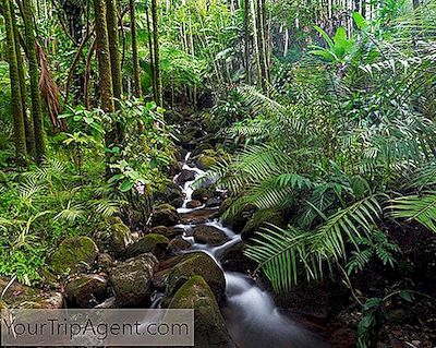 Detail Hutan Terindah Di Dunia Nomer 35