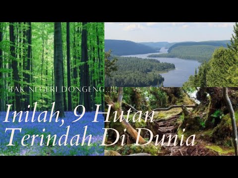 Detail Hutan Terindah Di Dunia Nomer 41