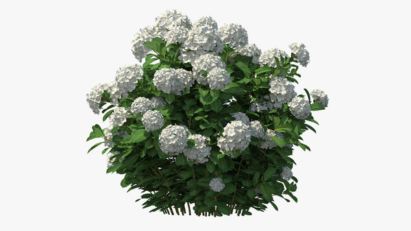 Detail Hydrangea Bush Png Nomer 10