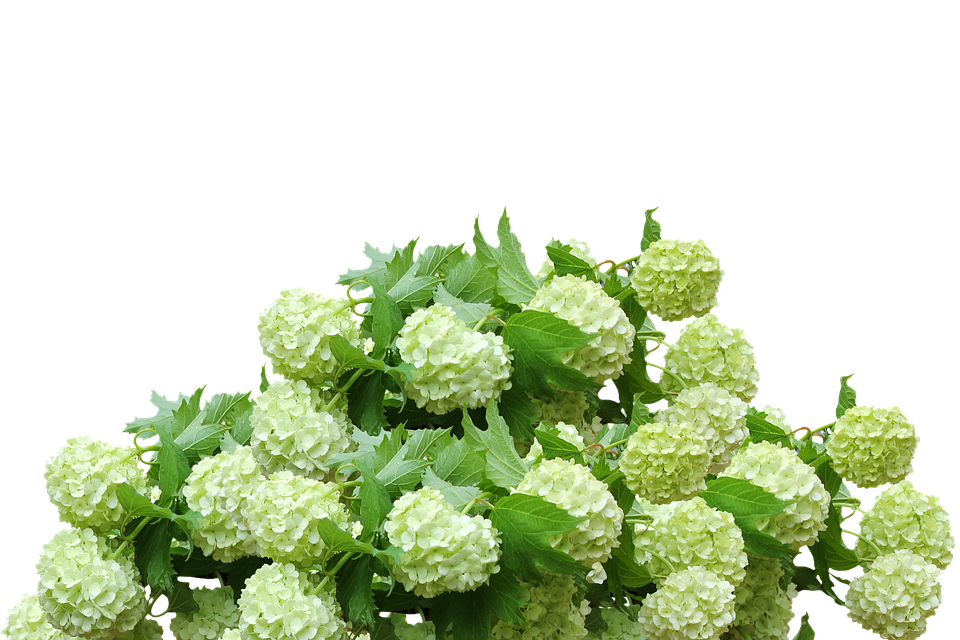 Detail Hydrangea Bush Png Nomer 15