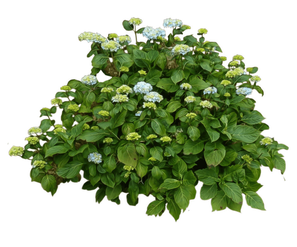 Detail Hydrangea Bush Png Nomer 4