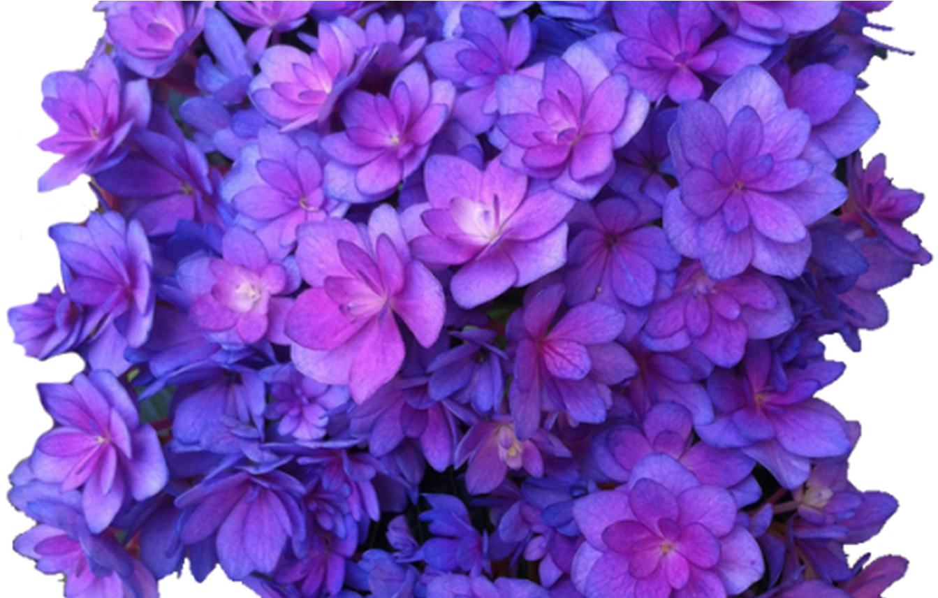 Detail Hydrangea Bush Png Nomer 46