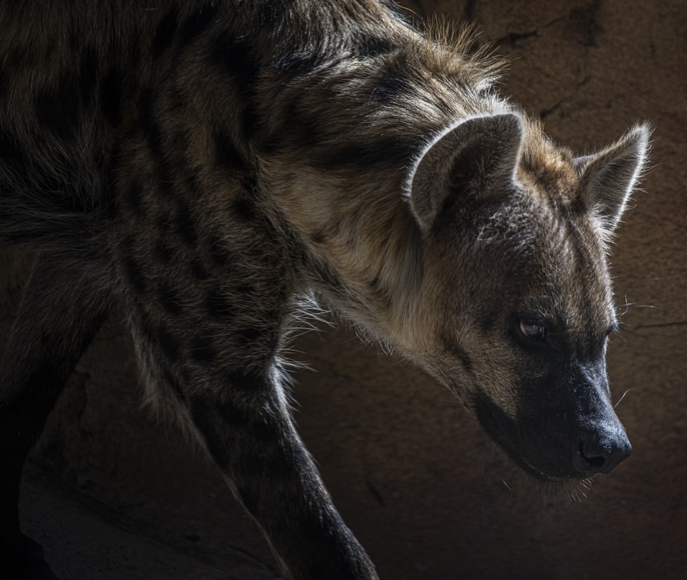Hyena Download - KibrisPDR