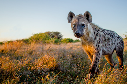 Detail Hyena Download Nomer 2