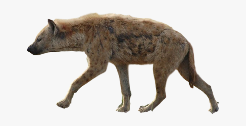 Detail Hyena Download Nomer 10