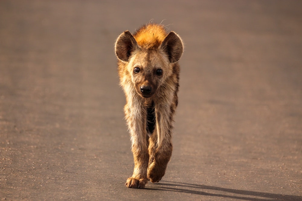 Detail Hyena Download Nomer 11