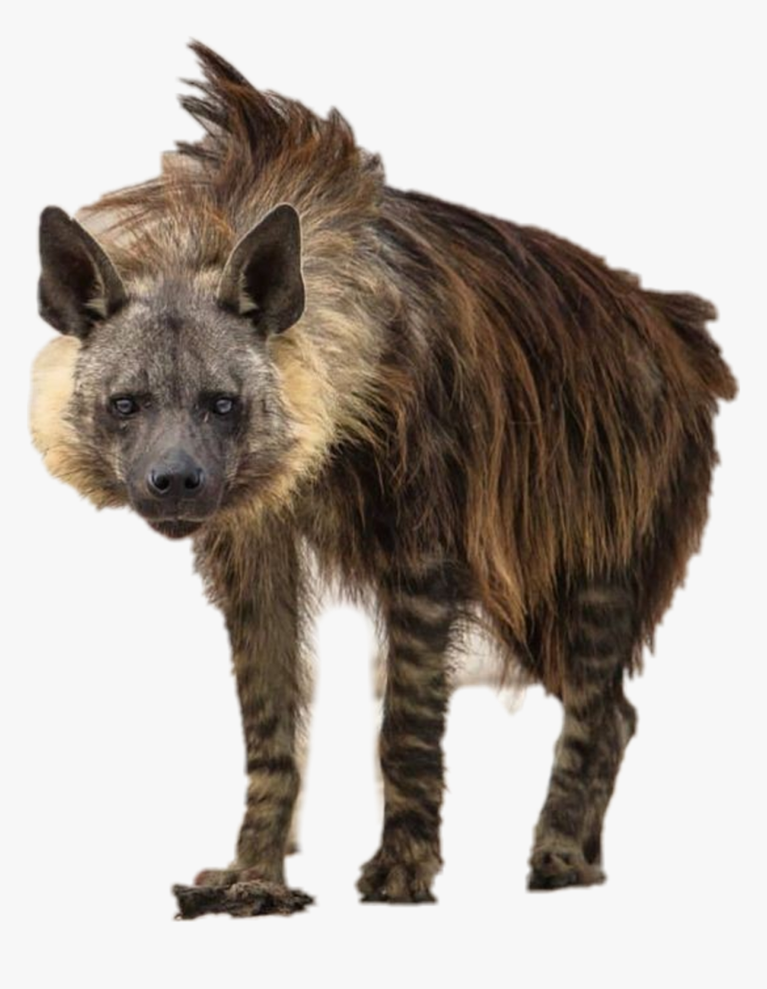 Detail Hyena Download Nomer 14