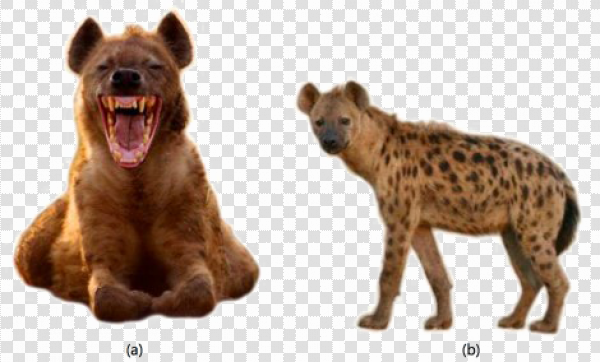 Detail Hyena Download Nomer 17