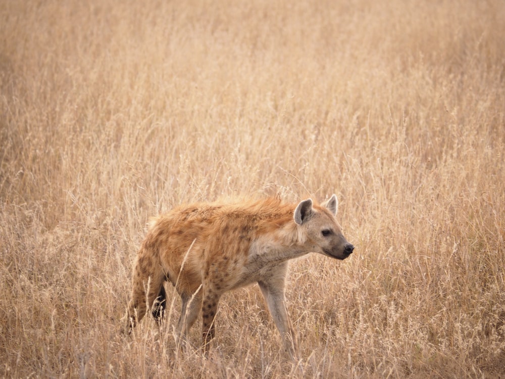 Detail Hyena Download Nomer 18