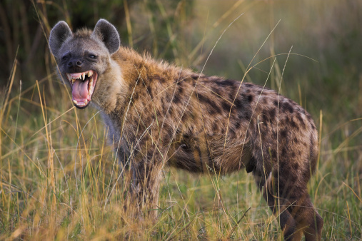 Detail Hyena Download Nomer 3
