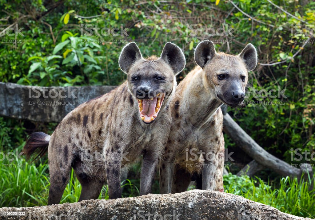 Detail Hyena Download Nomer 21
