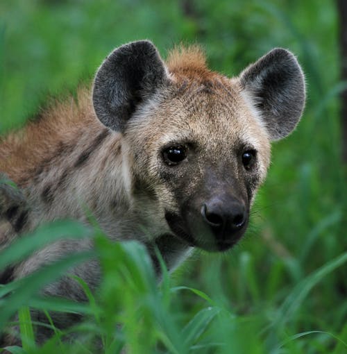 Detail Hyena Download Nomer 22