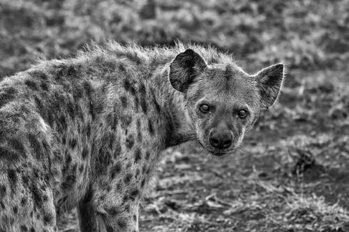 Detail Hyena Download Nomer 23