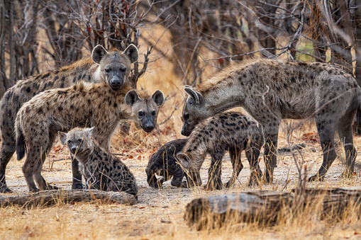 Detail Hyena Download Nomer 25
