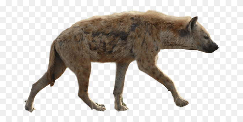 Detail Hyena Download Nomer 26