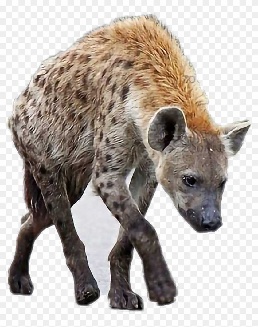 Detail Hyena Download Nomer 4