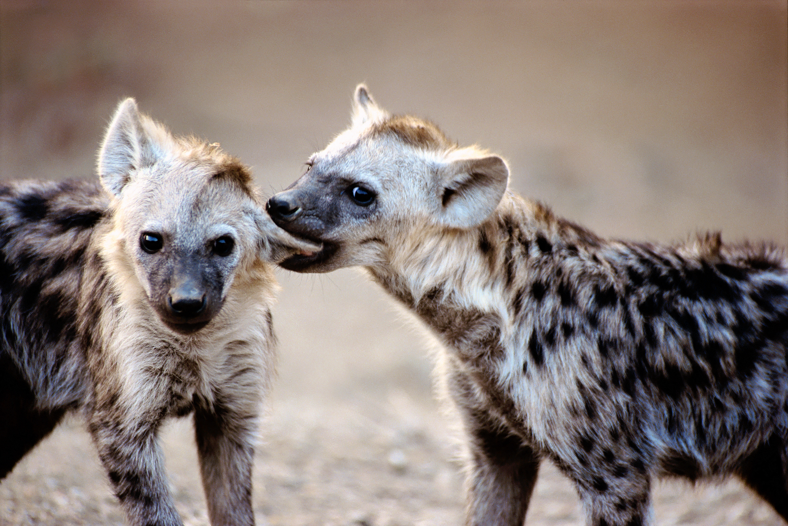 Detail Hyena Download Nomer 28