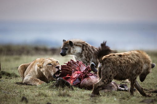 Detail Hyena Download Nomer 29