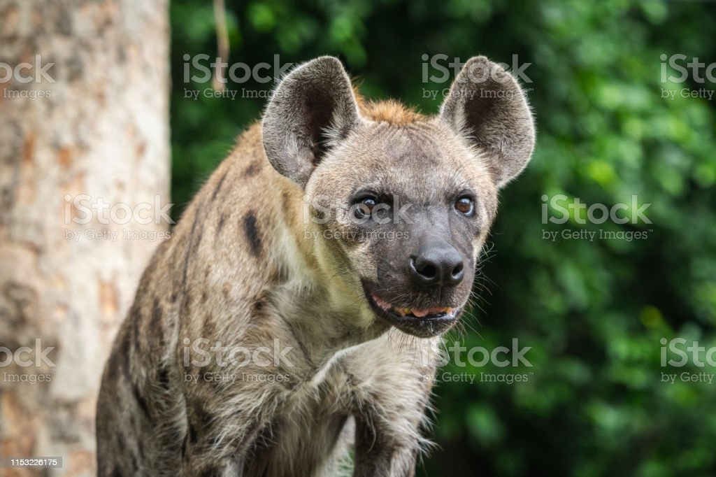 Detail Hyena Download Nomer 35