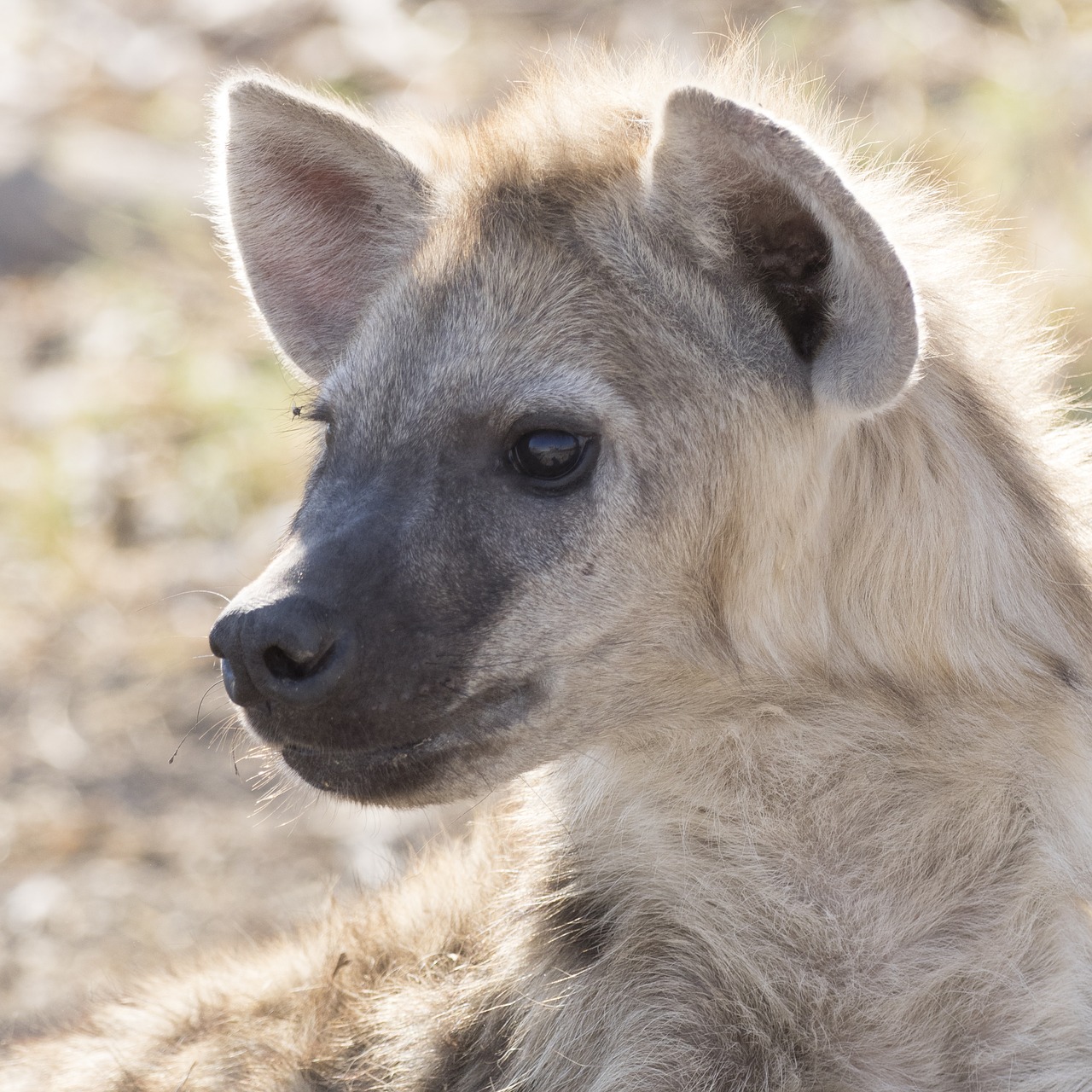 Detail Hyena Download Nomer 36