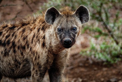 Detail Hyena Download Nomer 5