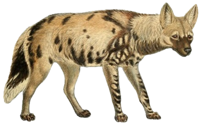 Detail Hyena Download Nomer 37