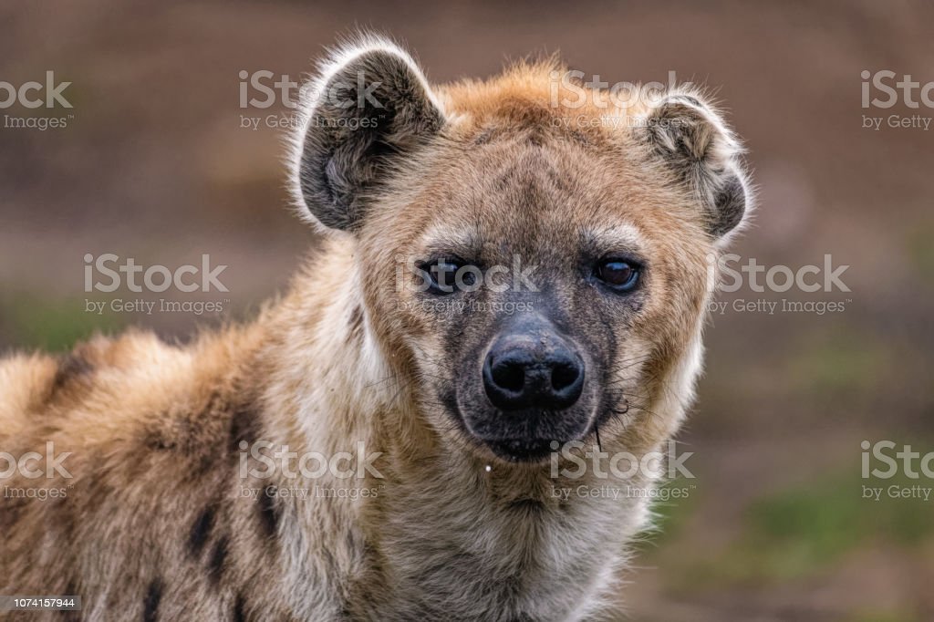 Detail Hyena Download Nomer 38