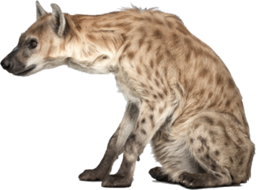 Detail Hyena Download Nomer 39