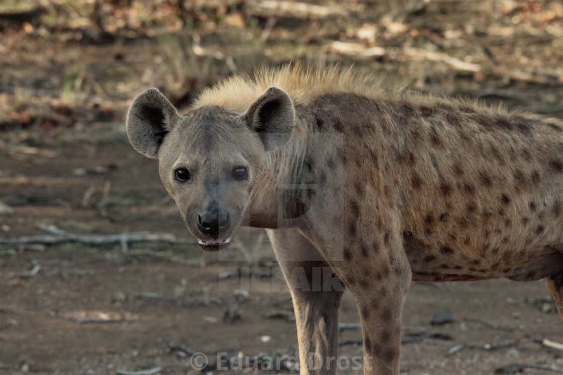 Detail Hyena Download Nomer 41