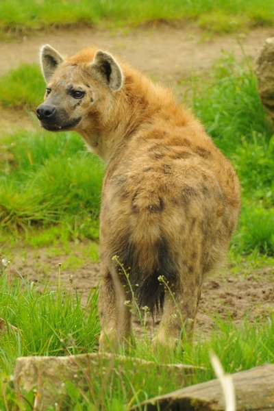 Detail Hyena Download Nomer 44