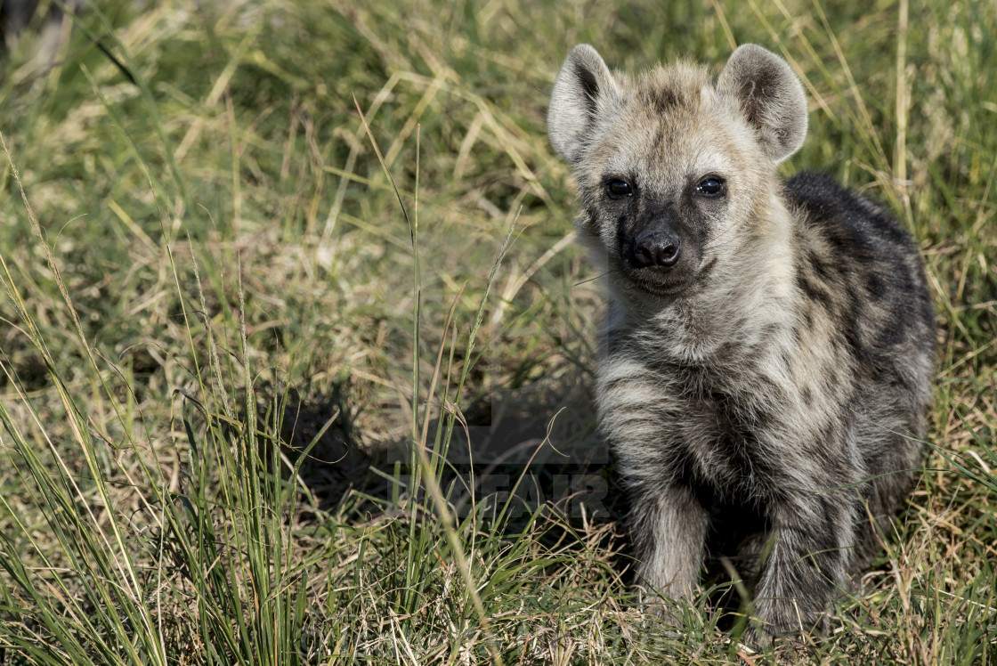 Detail Hyena Download Nomer 45