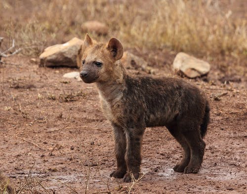 Detail Hyena Download Nomer 6