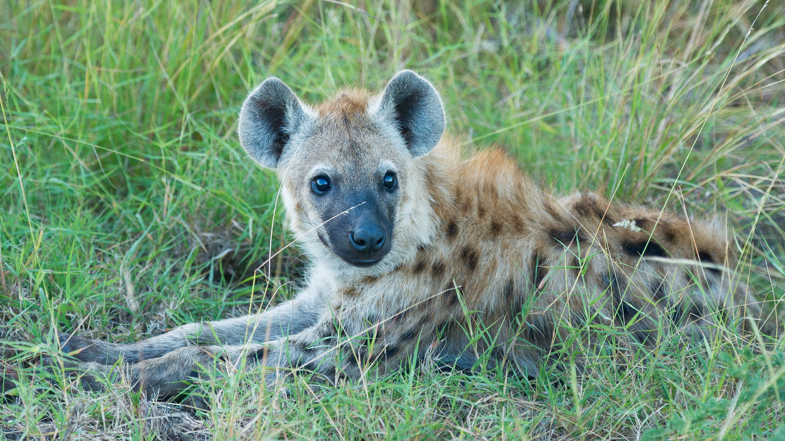 Detail Hyena Download Nomer 46