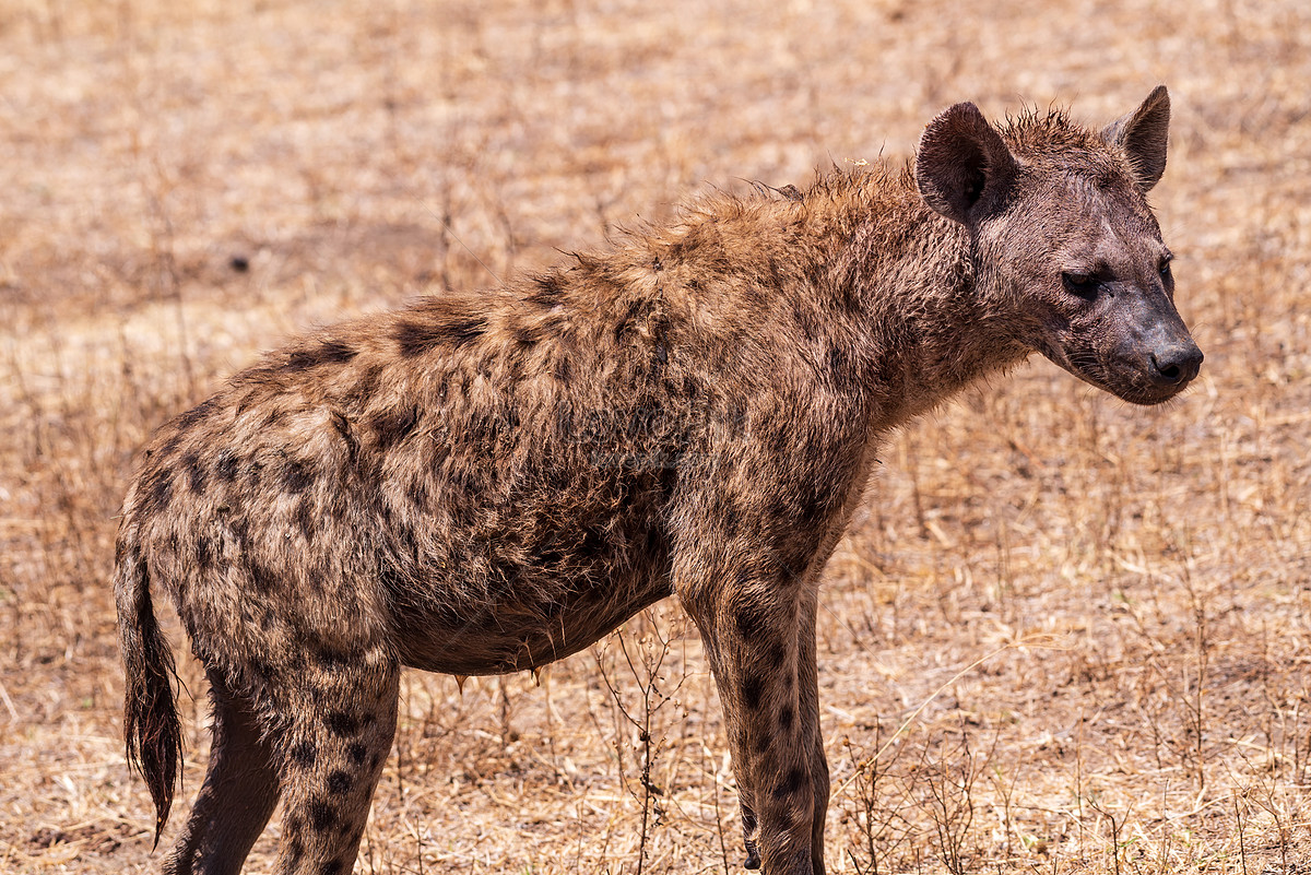 Detail Hyena Download Nomer 50