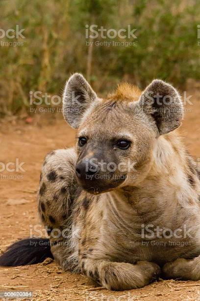 Detail Hyena Download Nomer 54