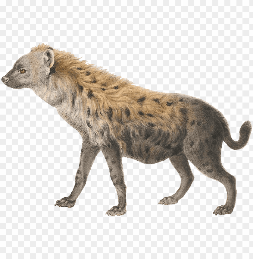 Detail Hyena Download Nomer 9