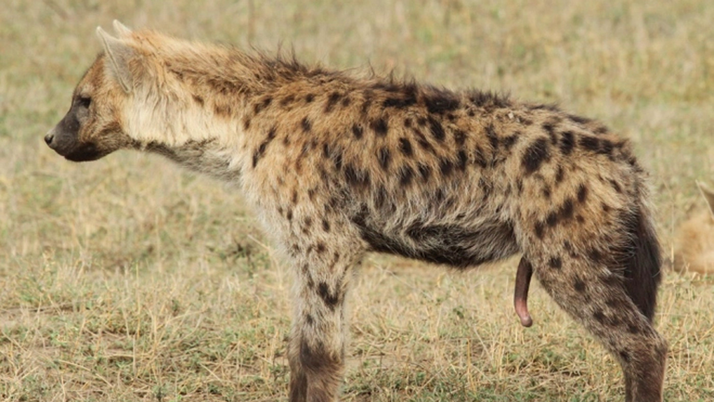 Detail Hyena Images Nomer 27