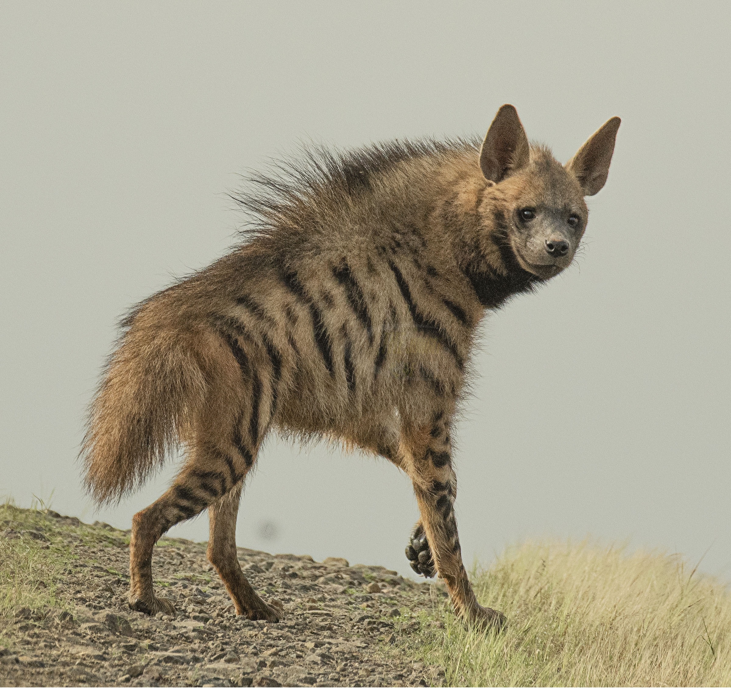 Hyena Pic - KibrisPDR