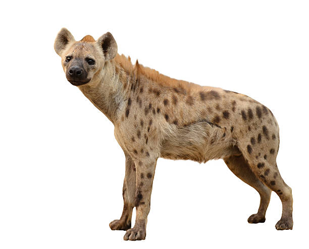 Detail Hyena Pic Nomer 22