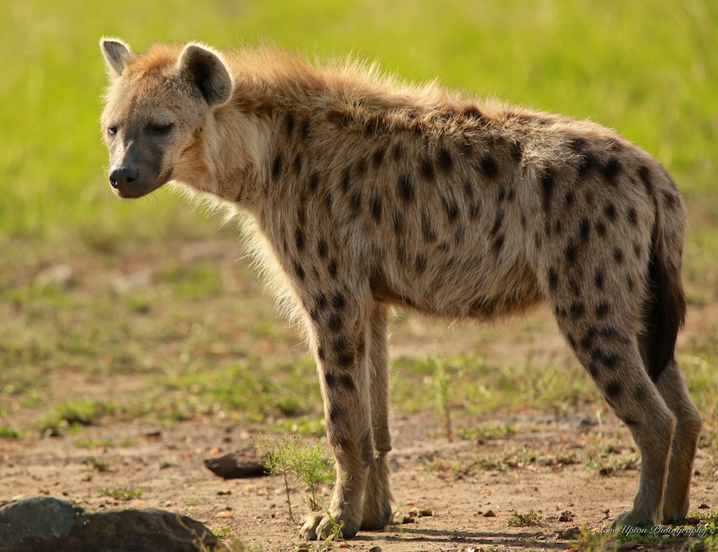 Detail Hyena Pic Nomer 41